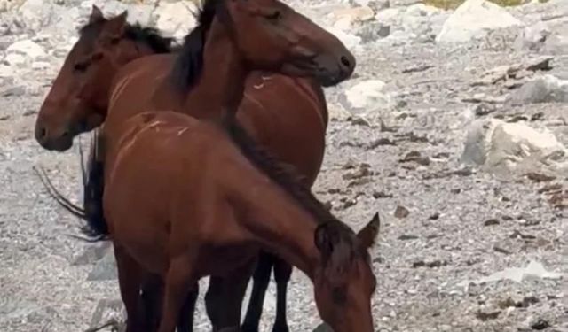 Bu görüntüler Van'dan! Yılkı atları Van Gölü manzarasında