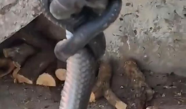 Diyarbakır'da odunluğa giren yılan paniğe neden oldu