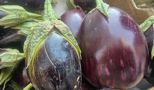 Tombul patlıcanlar tezgahlarda yerini aldı