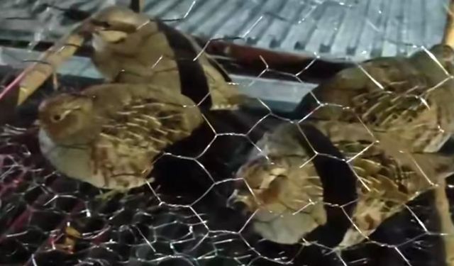 Kafes avcılığı yaptılar, 211 bin TL'lik cezayla karşılaştılar