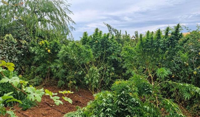 Diyarbakır'da 97 bin 743 kök kenevir/skunk ele geçirildi
