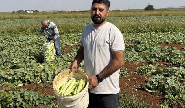 Kışlık turşular için yoğun mesai: Gaziantep'te acur sezonu açıldı