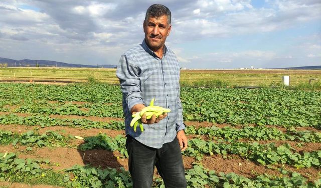 Sarımsak bitti, acur başladı: Araban Ovası'nda ikinci ürün mesaisi