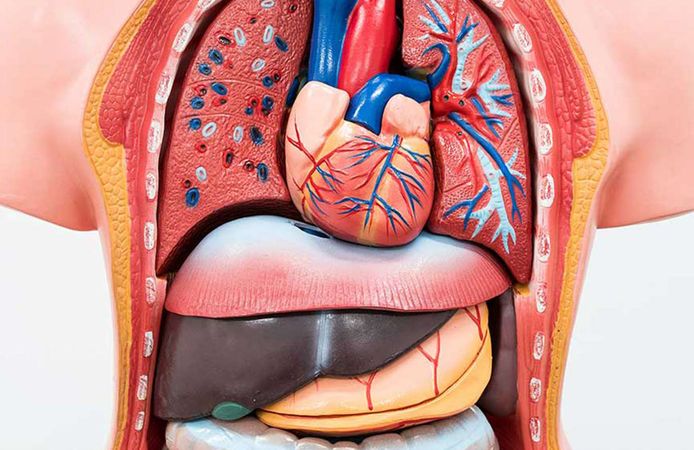 Batman İl Sağlık Müdürlüğü, organ bağışı ile ilgili açıklama yaptı