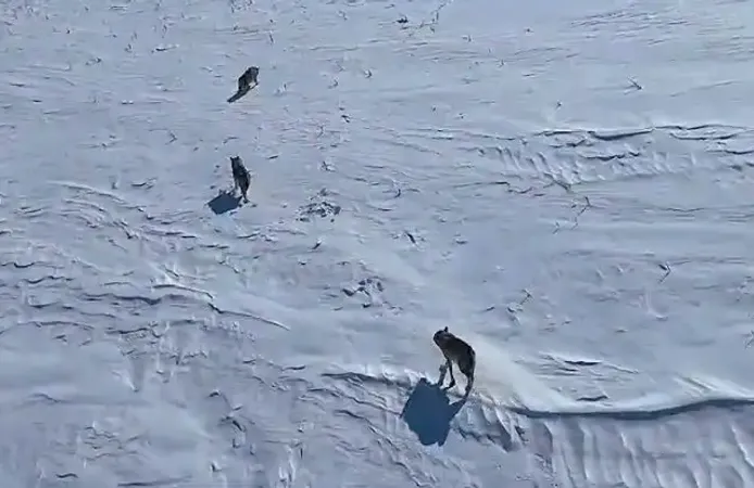 Köyde ilginç anlar! Kurtalan’da kurt boş havuza düştü