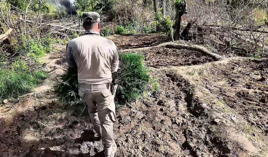 Diyarbakır'da yaklaşık bir buçuk milyon kök Hint keneviri ve kök skunk ele geçirildi