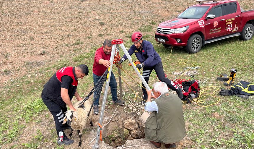 Kuyuya düşen koyun halat sistemiyle kurtarıldı