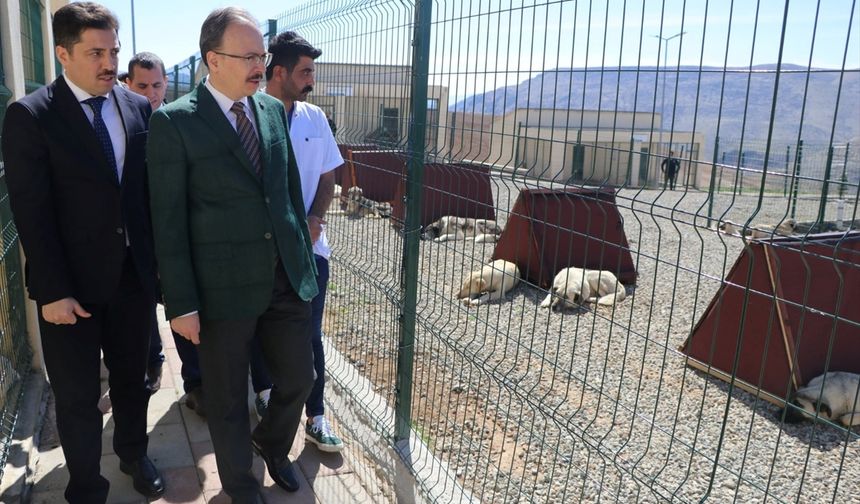Siirt'te hayvan barınağı hizmetlerini sürdürüyor