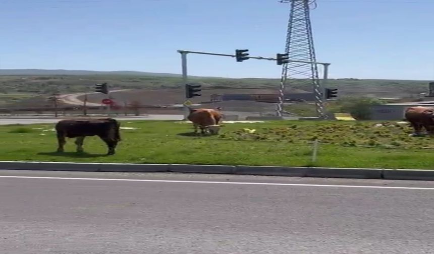 Bingöl’de başıboş hayvanlar kazaya davetiye çıkarıyor