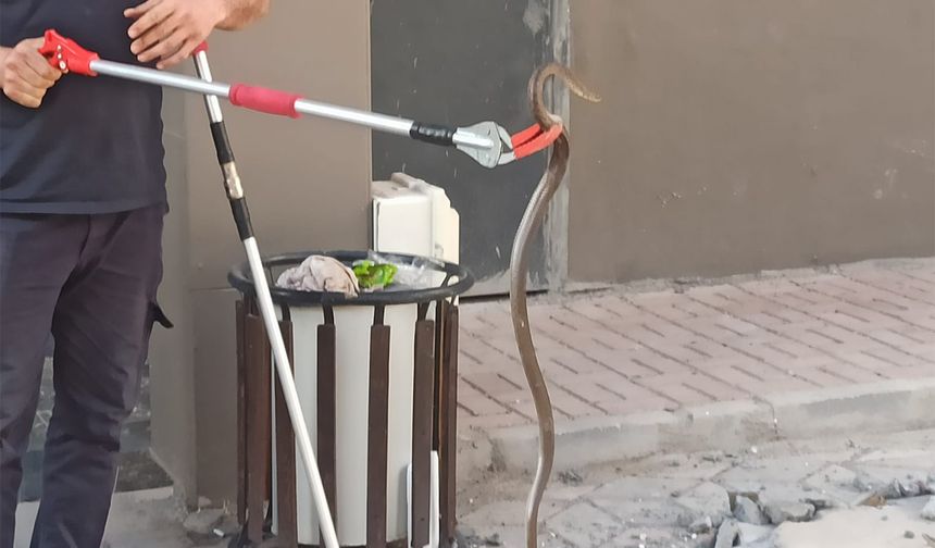 Bodrum katında yakalanan yılan doğaya bırakıldı