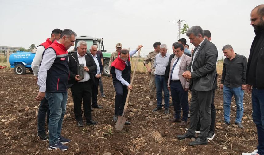 Cizre beş yıl sonra Fıstıkçılığın merkezi olacak