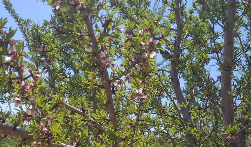 Donun vurduğu Malatya’da badem ağaçları çiçek açtı