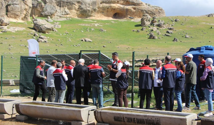 Mardin’de “Mera Islah Projeleri” sayesinde 85 bin hayvanın ihtiyacı karşılanacak