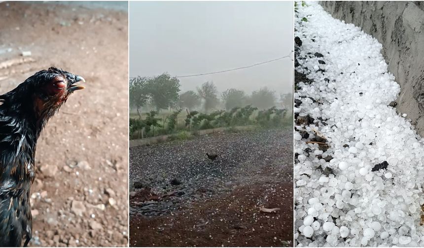 Diyarbakır'daki dolu yağışı hayvanlara zor anlar yaşattı