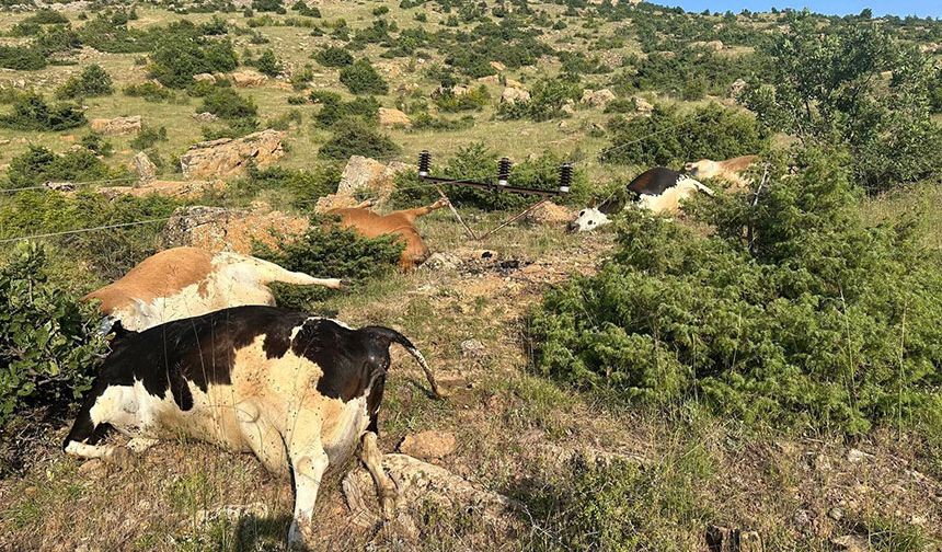 Diyarbakır elektrik faciası: 5 İnek telef oldu