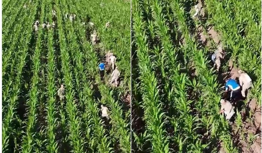 Diyarbakır'da şok operasyon: Mısır tarlasında binlercesi ele geçirildi