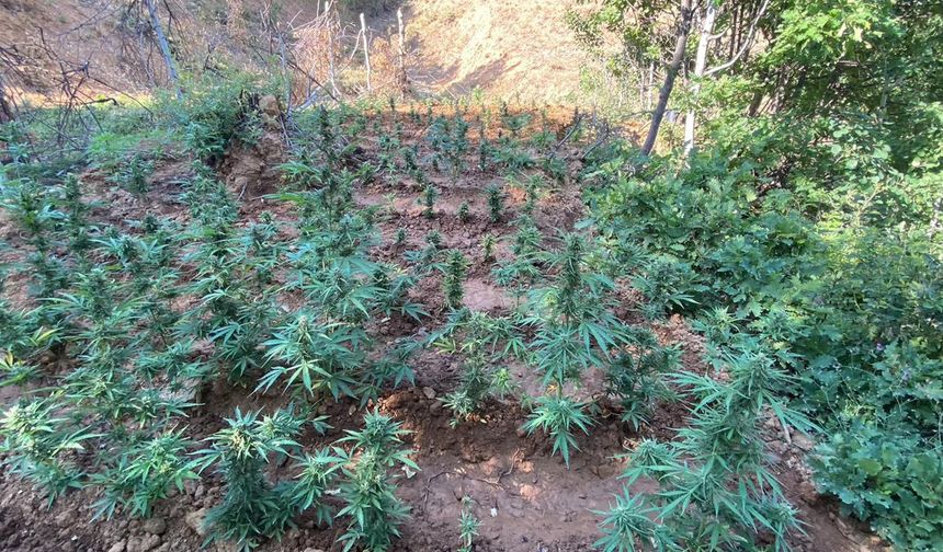 Bingöl'de 5 bin 520 kök kenevir ve skunk ele geçirildi
