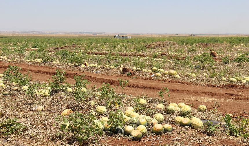 Diyarbakır'da karpuzun tarladaki fiyatı düştü, üretici zararına satış yapıyor