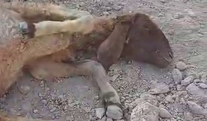 Sokak köpeklerinin saldırısına uğrayan koyun telef oldu
