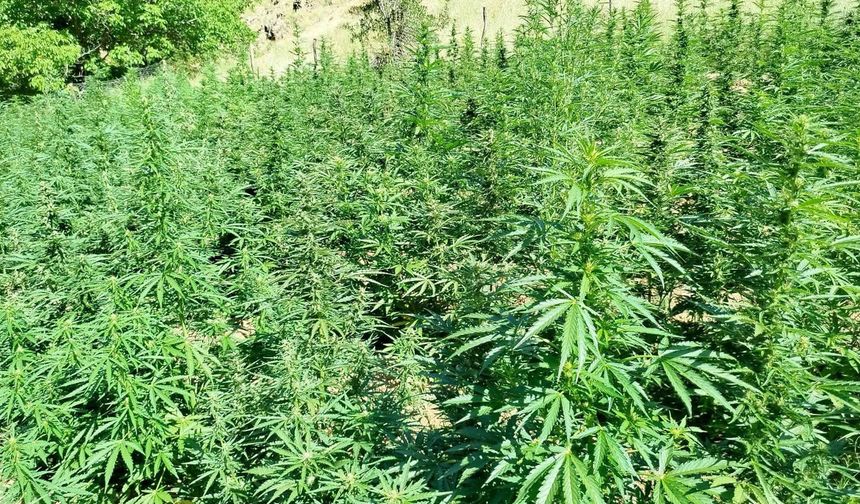 Bingöl’de 1410 kök kenevir ele geçirildi