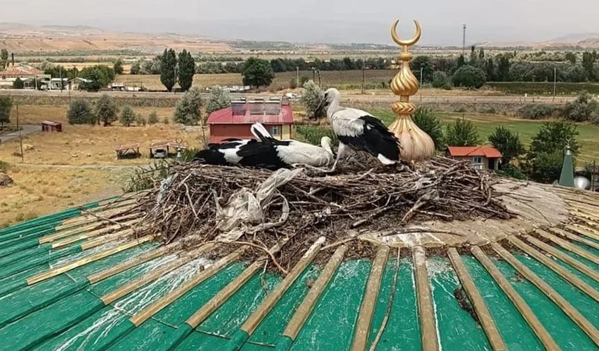 Yuvadan düşen leylek yavrusu kurtarıldı