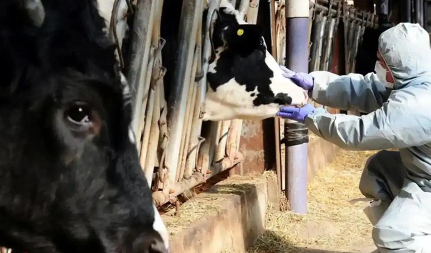 8,5 milyon doz şap aşısı sahaya gönderildi
