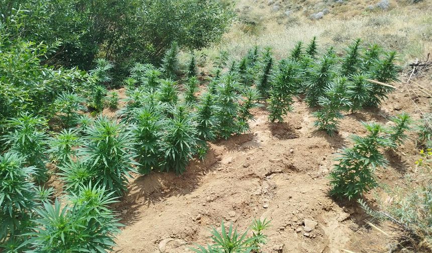 Bingöl'de 2 bin 365 kök kenevir ele geçirildi