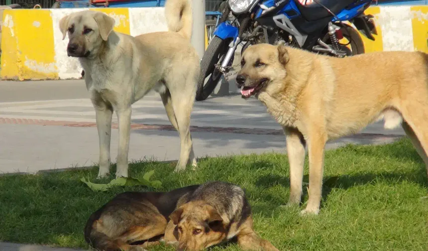 Diyarbakır'da belediyelere sahipsiz hayvanları toplama talimatı: Son tarih 31 Ekim