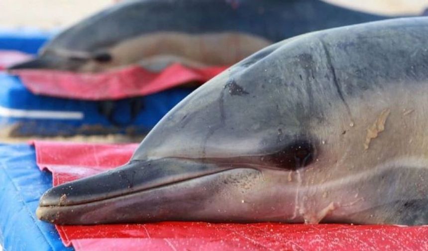 Yunusların neden kıyıya vurduğuna dair ezber bozan tez! Alzheimer