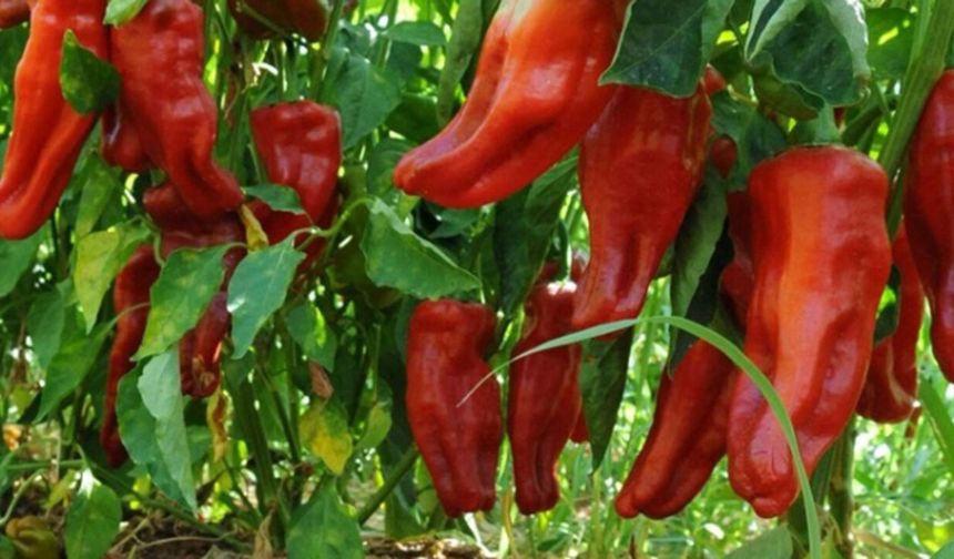 Tarlalardan sofralara acı yolculuk başladı