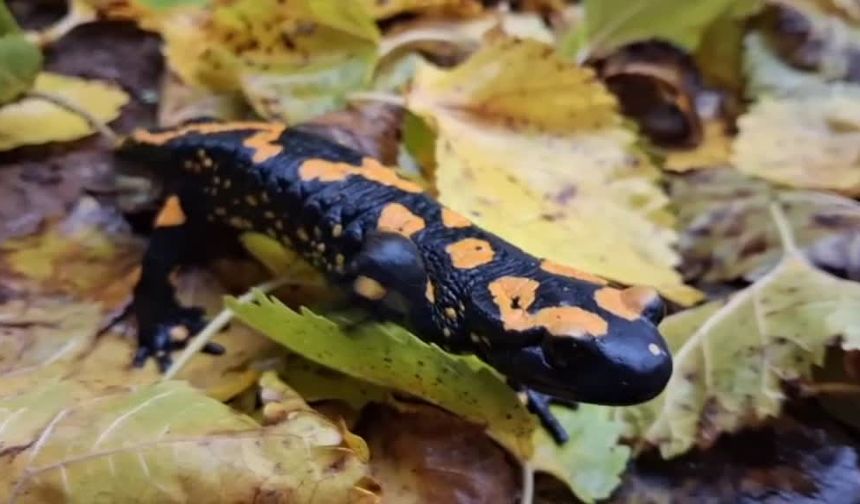 Adana’da nesli tehlike altındaki sarı benekli semender görüntülendi