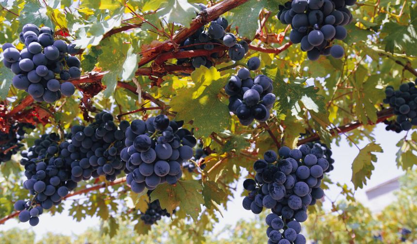 Diyarbakır'da bağcılığa büyük destek: Yüzde 50 hibe verilecek