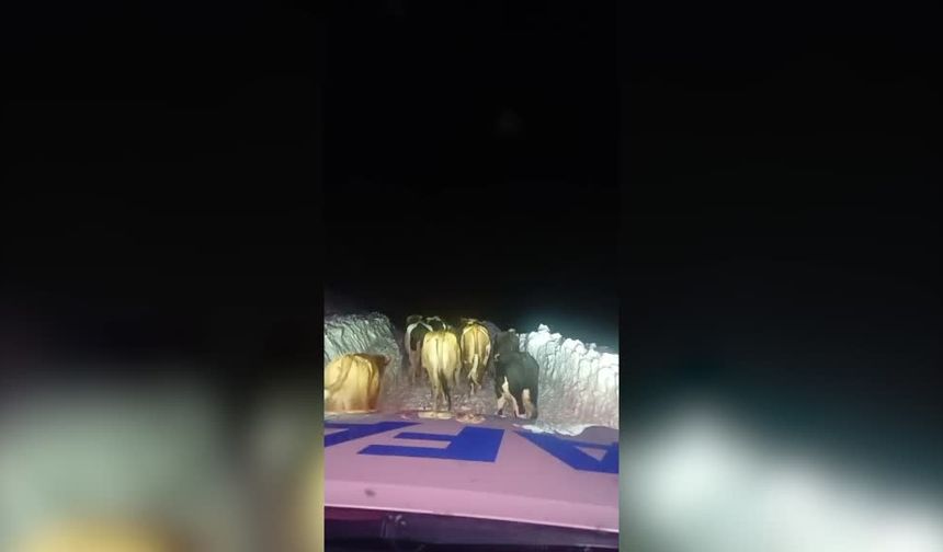 Hakkari'de kaybolan hayvanlar bulundu, mahsur kalan 4 kişi kurtarıldı