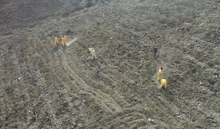 Hatay ve Kilis’te 44 bin fidan toprakla buluşacak