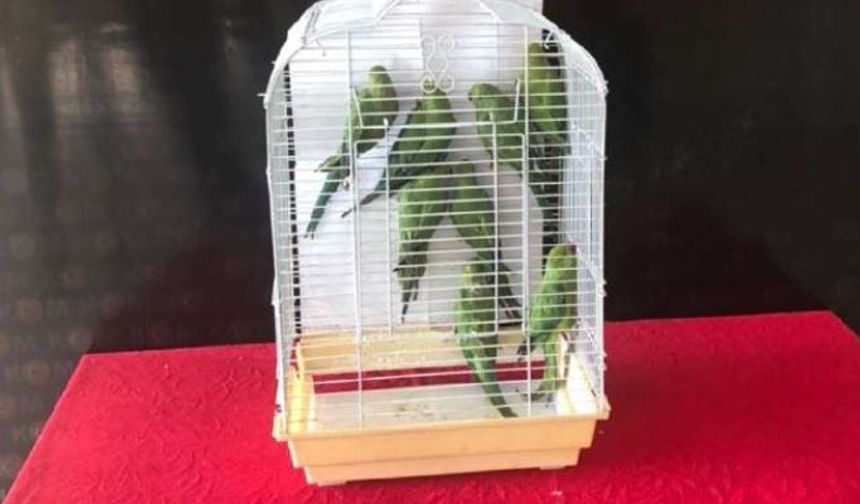 İki hırsız camı kırıp 9 papağanı çaldı