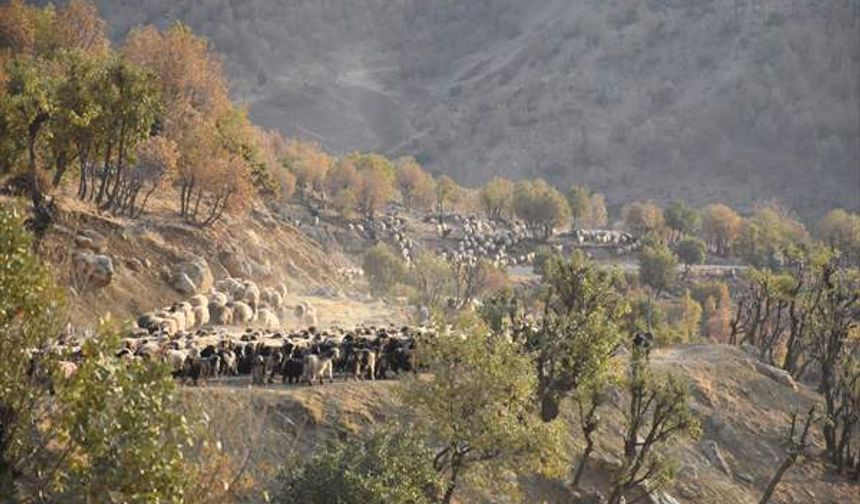 Koçerlerin dönüşü: 40 gün süren zorlu göç