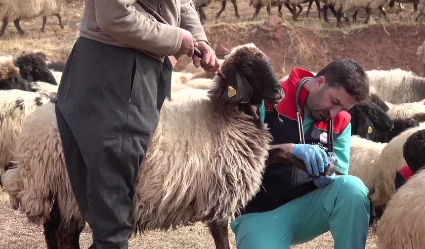 Şırnak’ta yüz binlerce küçükbaş hayvan sağlık taramasından geçirildi