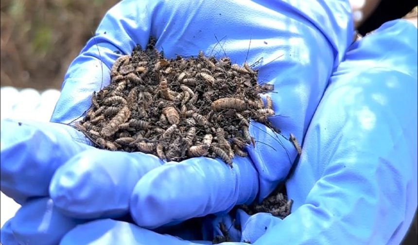 Yapay zekâ ve Kütle Spektrometresi, cinayetlerin izini sürüyor