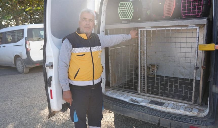 Adıyaman'da yaralı tilki tedavisinin ardından doğaya salındı