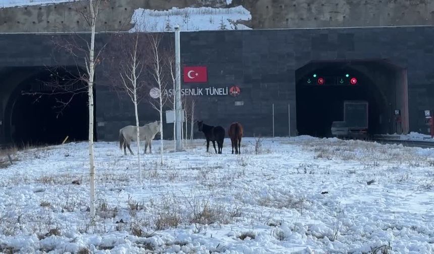 Ardahan’da yılkı atları görüntülendi