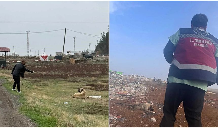 Diyarbakır'da sokak hayvanlarına kuduz aşısı uygulandı