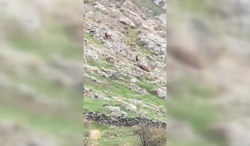Batman'da yerleşim yerine yaban keçileri indi