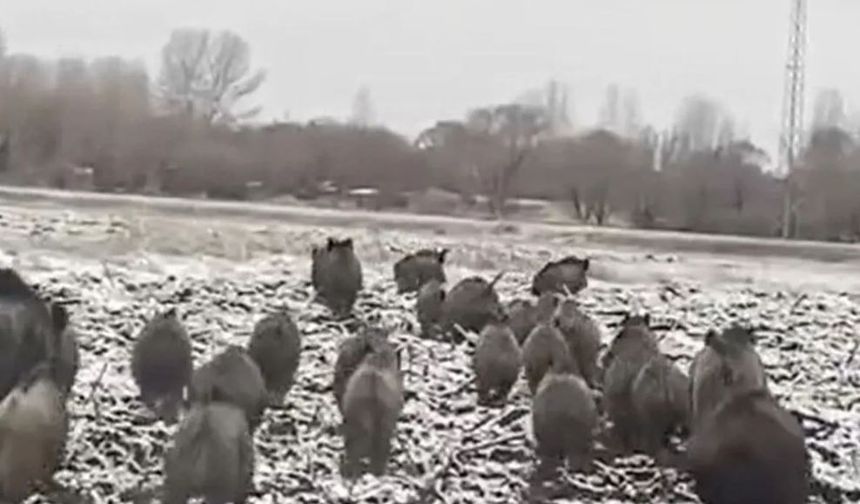 Batmanlılar tedirgin: Domuzlar sürülerle köylere iniyor