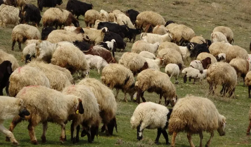 Çiçek hastalığı: Yüz binlerce koyun ve keçi itlaf edildi