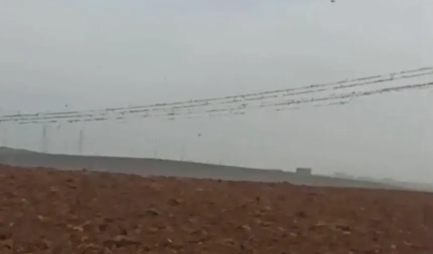 Diyarbakır'da elektrik kesintisinin nedeni kuşlar mı?