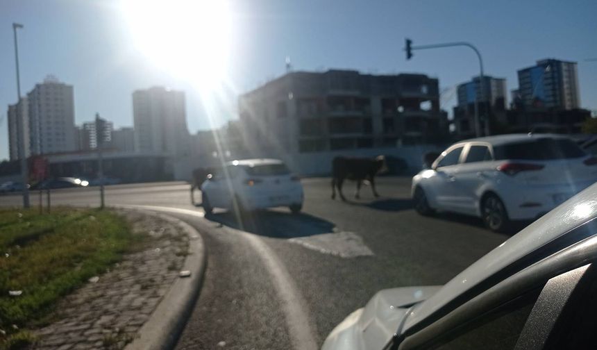 Ambulans sireni mi, inek möösü mü? Diyarbakır'da öncelik hangisi?