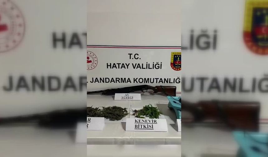 Samandağ’da kenevir ele geçirildi