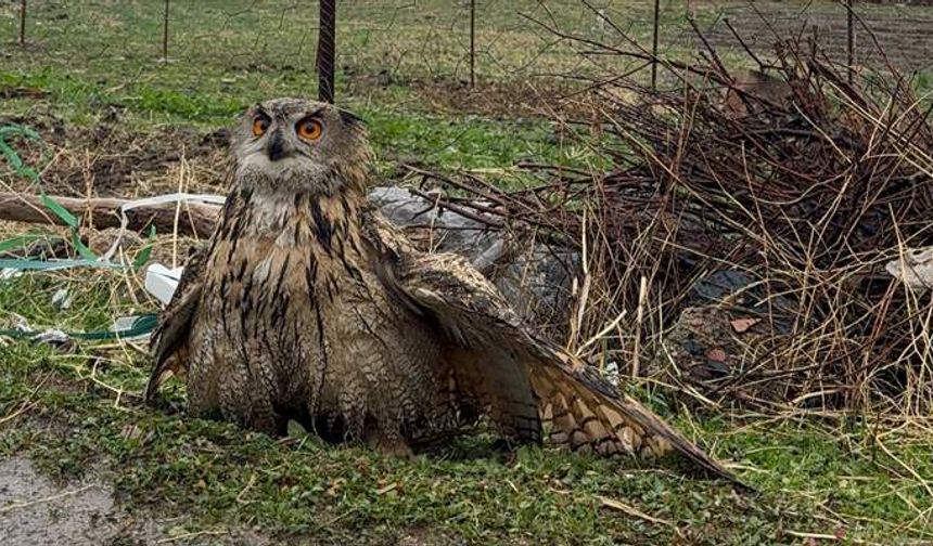Şırnak’ta yaralı baykuş tedavi altına alındı