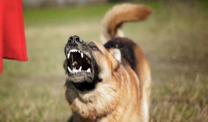 Adana’da sahipsiz köpekler toplatılıyor