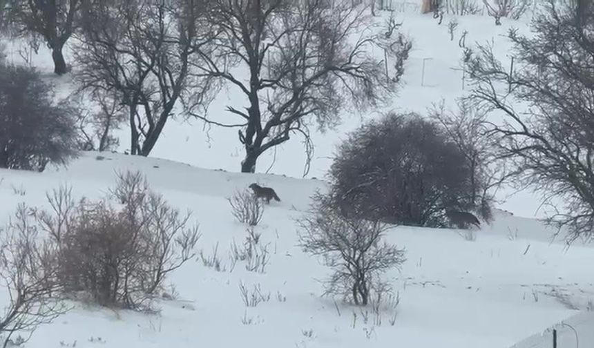 Gercüş'te aç kalan kurtlar, şehir merkezine indi